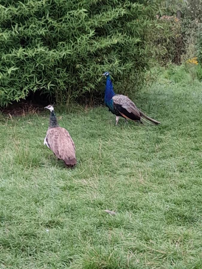 Gite canard Fromelles Esterno foto