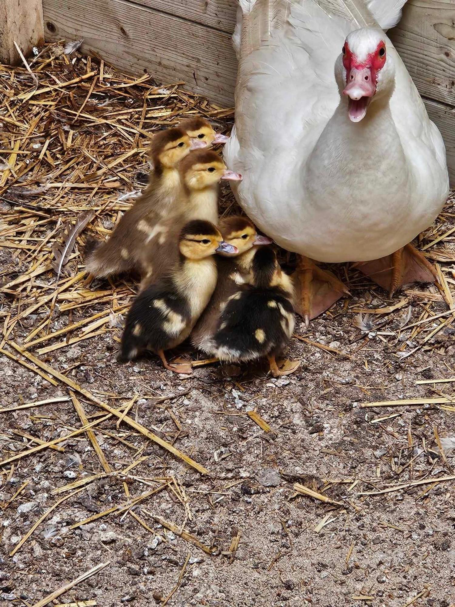 Gite canard Fromelles Esterno foto