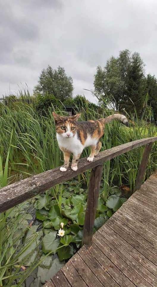 Gite canard Fromelles Esterno foto